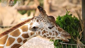 快訊／搶救半小時不治　六福村明星長頸鹿「布丁妹」傳病逝（圖／翻攝自關西六福莊 Leofoo Resort Guanshi臉書）