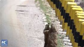 土撥鼠打架（圖／翻攝自推特@XHJapanese）