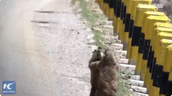 土撥鼠路邊打架！網笑瘋：以為跳探戈