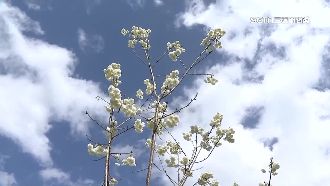 初四日月潭走春　白色「雪櫻」美如畫