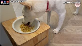 狗狗也能嗑泡麵　特殊食品毛孩超滿意