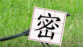 ▲喜鵲 台灣常見留鳥（圖／翻攝自網路）