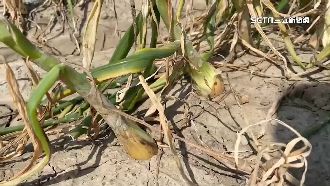 大雨過毀洋蔥！恆春農民喊話總統幫忙