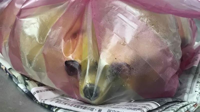 塑膠袋有吉娃娃　網眼尖看竟笑了