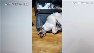 不捨主人離開霸佔行李箱　狗：帶我走