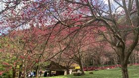 九族文化村,九族櫻花祭,九族文化村提供