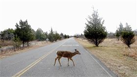 紐約白尾鹿　（圖／美聯社／達志影像）