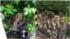 外送員慘遇「猴子洗劫」餐點全空！回報還被笑：去找猴王啊（圖／翻攝自爆廢公社）