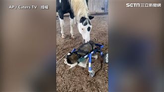 浣熊康復後生活　愛跟動物朋友玩耍