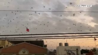 獨／燕滿天飛半個月　社區遭鳥屎轟炸