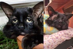 流浪貓,最悲傷的貓,壽司（圖／IG@pawsomepetsofficial）