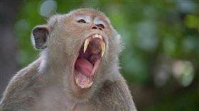 猴群,印度,Nand Kishore,納爾馬達,傷人（示意圖／pixabay）