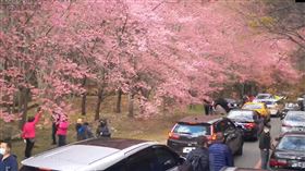 武陵農場，賞櫻塞爆，車潮綿延5公里　(圖／翻攝自即時影像)
