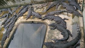  鱷魚（圖／記者許雅惠攝影）