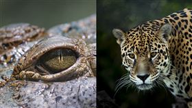 紐約生物學家在巴西拍攝到美洲豹大戰鱷魚的畫面。（圖／翻攝自Pixabay）