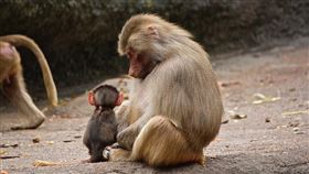 猴子,母猴,小猴子（示意圖／翻攝自PIXABAY