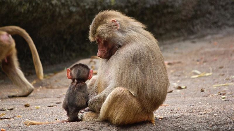 提高獼猴交配率　園方竟找歌手唱情歌
