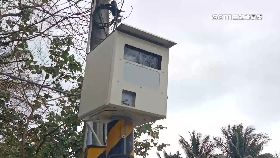 文 南迴金雞母1800