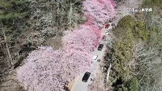 櫻花季！武陵道路被塞成「停車場」