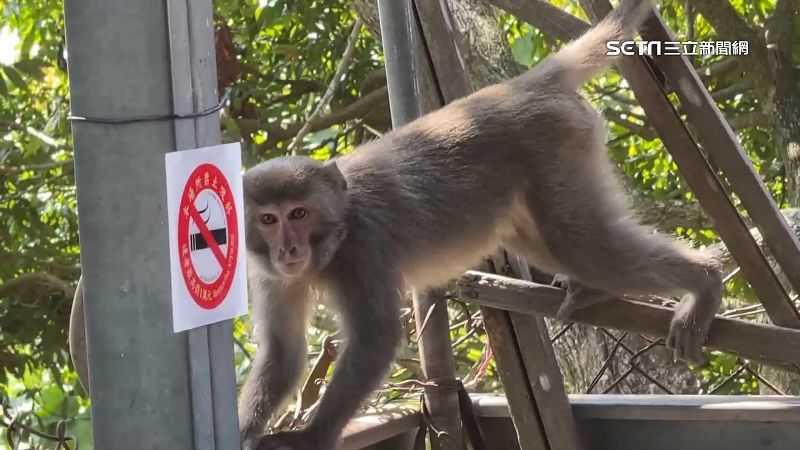 打劫軍團！台灣獼猴搶食、口渴開水喝