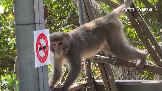 打劫軍團！台灣獼猴搶食、口渴開水喝