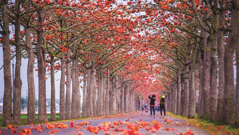 春遊臺南賞花趣