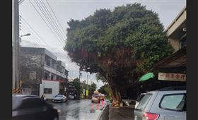 彰化安全帽樹被台電修剪，變成花椰菜樹。（翻攝臉書社團）