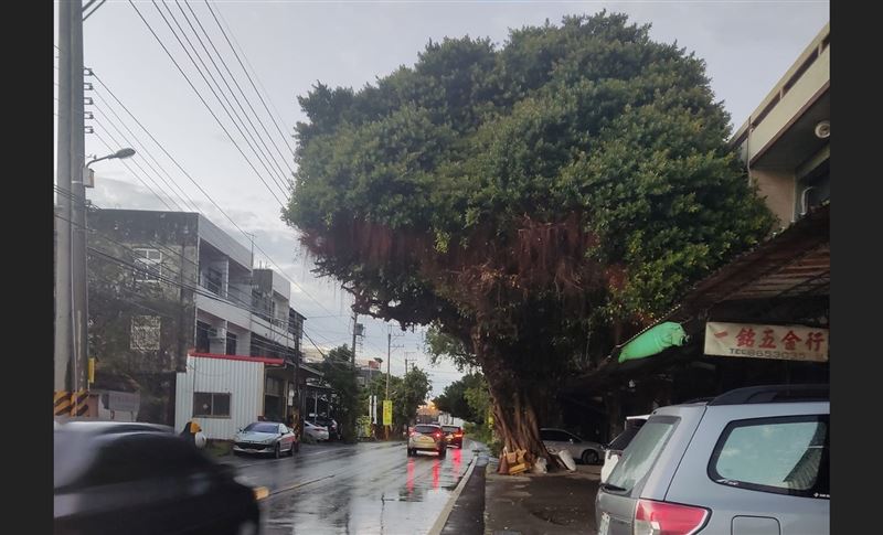 彰化安全帽樹修剪變這樣　網友哭了