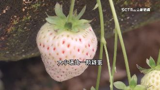 揭密草莓價差大　白色單顆便當價
