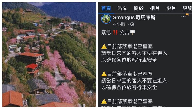 司馬庫斯櫻花爆發　人潮塞爆部落