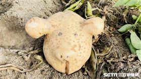 馬鈴薯／彭新銘授權提供