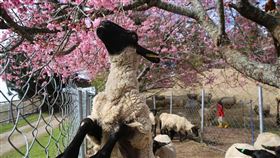 清境農場綿羊跨欄，大吃盛開櫻花，網友直呼可愛。（圖／翻攝臉書）
