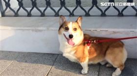 高雄,柯基,咬傷,鄰居
