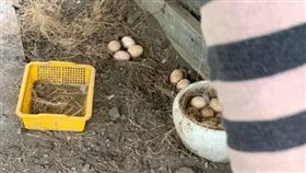 雞蛋隨便撿都有？媽霸氣炒一大盤⋯她路邊見這幕愣：是真的（圖／翻攝自爆怨2公社）