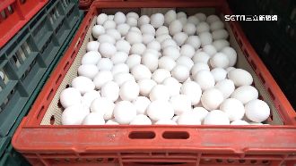 蛋農控「紅盤價」剝削　蛋商駁不厚道