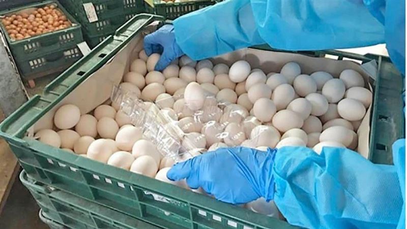 新北市明發4千顆雞蛋　一人限領8顆