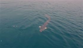 日月潭250cm水怪現蹤！身分揭曉（圖／翻攝畫面）