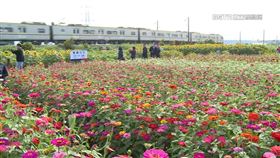 彰化高鐵特定區一處花田，包含了百日草、向日葵、油菜花，色彩漸層。