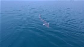 日月潭出現2米5巨魚。