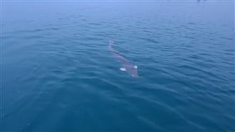 日月潭有水怪？遊客見2米5巨魚驚呆