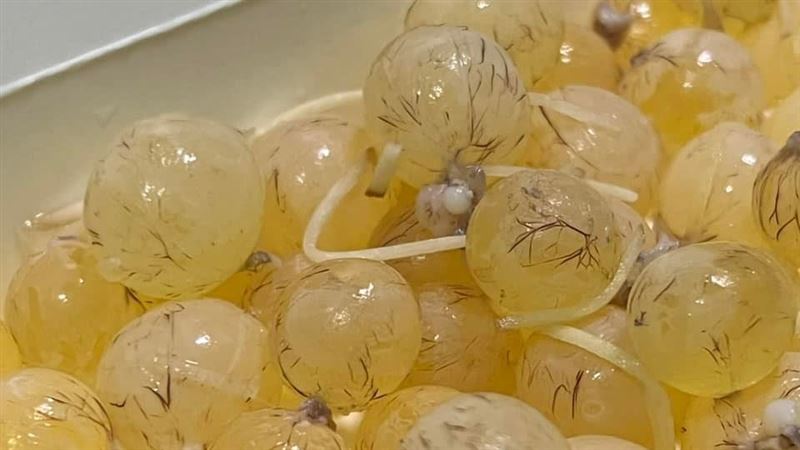 鹽水人曬童年美食！網竟全喊：沒見過