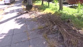 5公斤椰樹片從天降　里長：風大逢雨