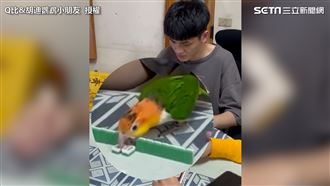 管家婆鸚鵡愛打麻將　震動幫爸脫眼鏡