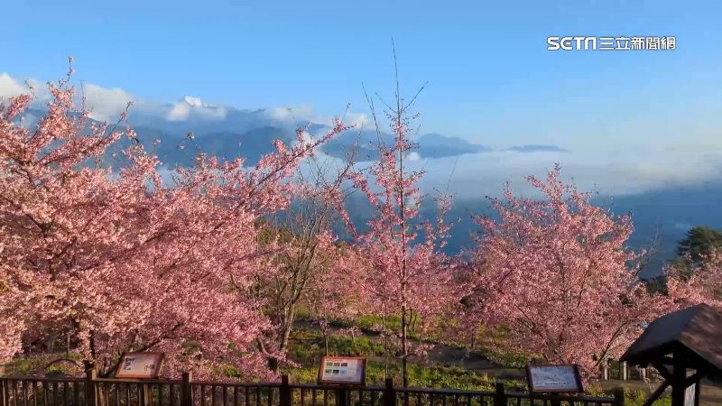 櫻花接力綻放如雨下　網喊「等等我」