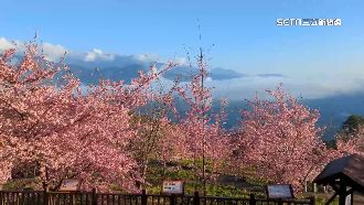 櫻花接力綻放如雨下　網喊「等等我」