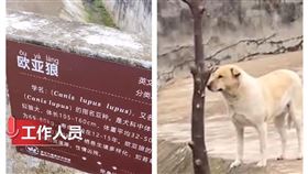 武漢動物園出現狼跟狗關在一起（圖／翻攝自沸點視頻微博）