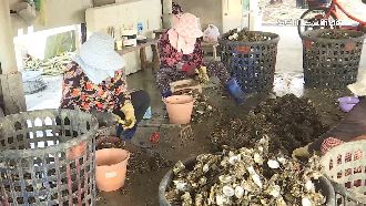 沒下雨鎂增加　追「苦味」蚵仔2方向