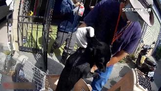 丟狗在家自生自滅　飼主挨罰逾11萬