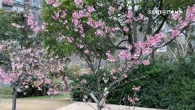 文 平地櫻小旅1800