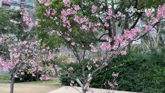 不用跑山區！新竹公園8百株櫻花盛開